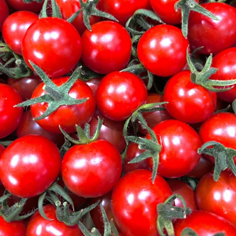 【ふるさと納税】ミニトマト（キャロルセブン）2kg≪先行予約2025年11月より順次発送予定≫