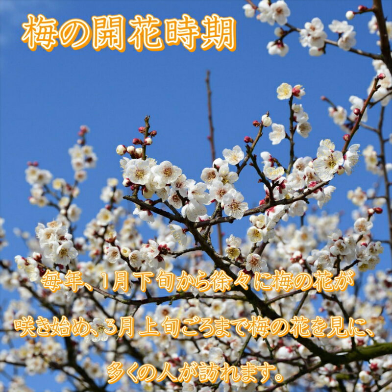 【ふるさと納税】《農林水産大臣賞受賞☆》紀州南高梅 はちみつ梅(塩分8%) 2kg（和歌山県産） 梅干し うめぼし うめ はちみつ 梅干し 送料無料 ふるさと納税 梅干し