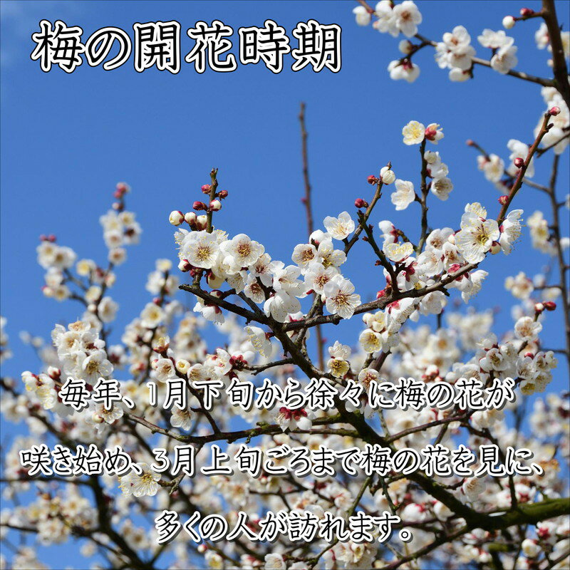 【ふるさと納税】贈答 紀州南高梅 白干梅木樽入り 1kg 梅干し 梅干 うめぼし 送料...