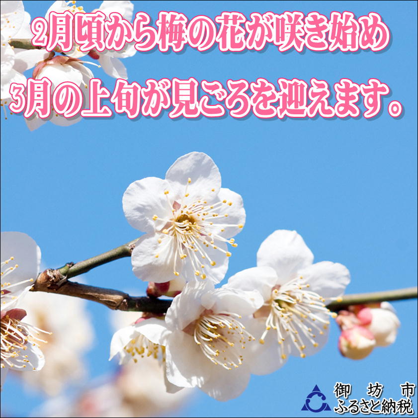 【ふるさと納税】【家庭用】紀州南高梅　うす塩味梅　1.2kg