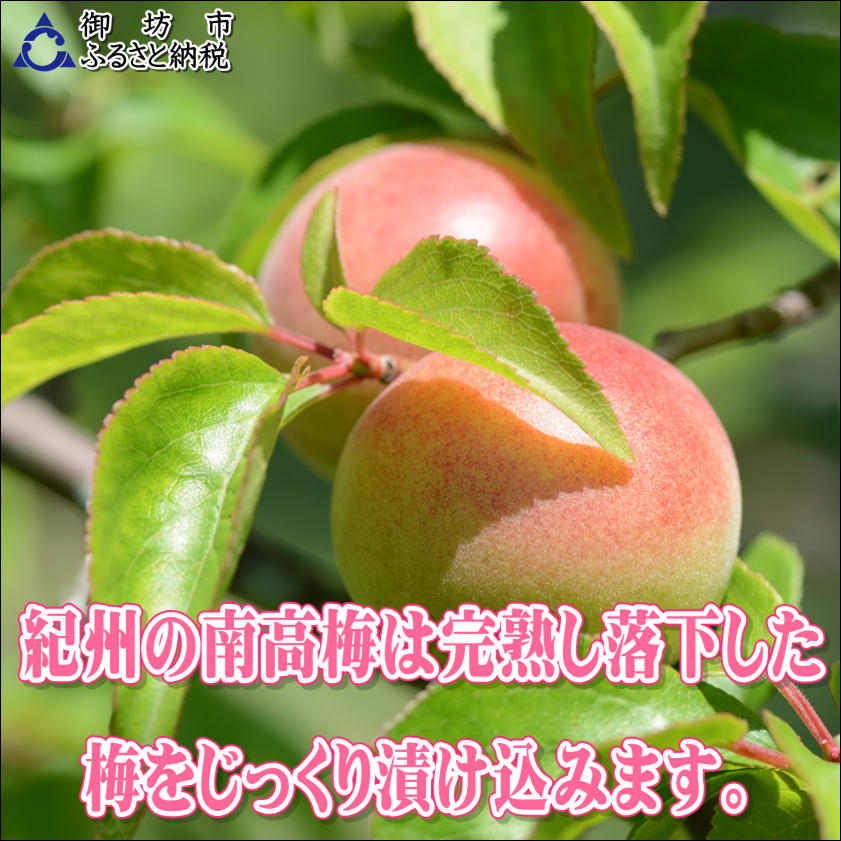 【ふるさと納税】【家庭用】紀州南高梅　うす塩味梅　1.2kg