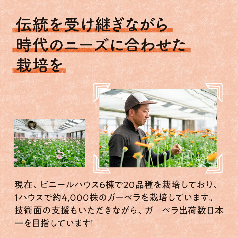 【ふるさと納税】御坊の花　農園直送　ガーベラ切り花50本