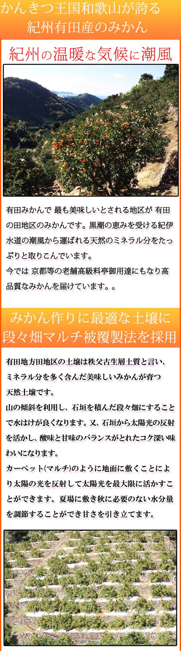 【ふるさと納税】高級ブランド 田村みかん 10kg【家庭用 訳あり】【ミカン 蜜柑 柑橘 温州みかん 有田みかん 和歌山】