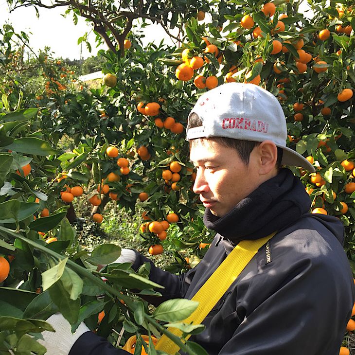 【ふるさと納税】【先行予約】和歌山県産 有田みかん 10kg 大玉 (2L～4Lサイズ混合)【まごころ手選別】【ミカン 蜜柑 温州みかん 柑橘 和歌山 大粒】