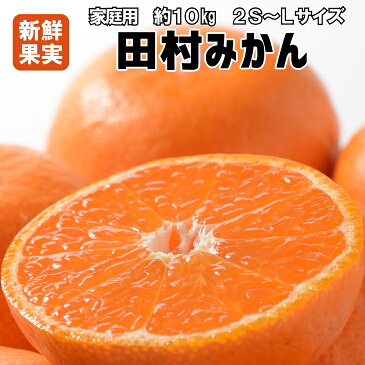 【ふるさと納税】有田みかんの最高峰【和歌山ブランド】人気の田村みかん　家庭用訳あり　10kg（2S〜Lサイズおまかせ）紀州グルメ市場※北海道、沖縄県、離島への発送不可※2020年11月中旬〜12月下旬頃発送予定