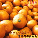 【ふるさと納税】【先行予約】【和歌山県特産】おいしさ満点！濃厚有田みかん　5kg【ご家庭用/サイズ混合】※2020年11月上旬〜12月下旬順次発送