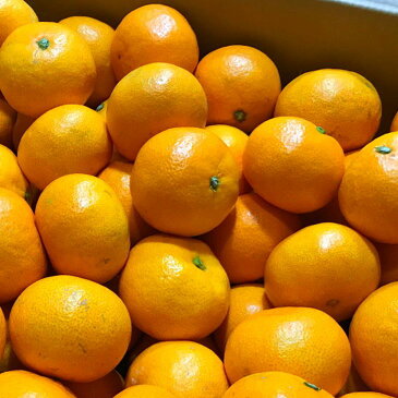 【ふるさと納税】【先行予約】厳選! 濃厚 有田みかん 8kg (サイズ混合)【ミカン 蜜柑 オレンジ 柑橘 温州みかん 和歌山 有田】