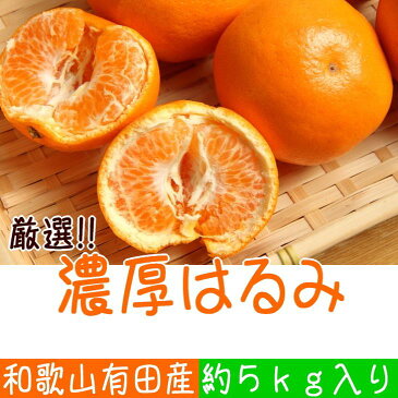 【ふるさと納税】厳選!和歌山有田の濃厚はるみ 約5kg(Lサイズ)※2022年1月下旬頃より順次発送予定