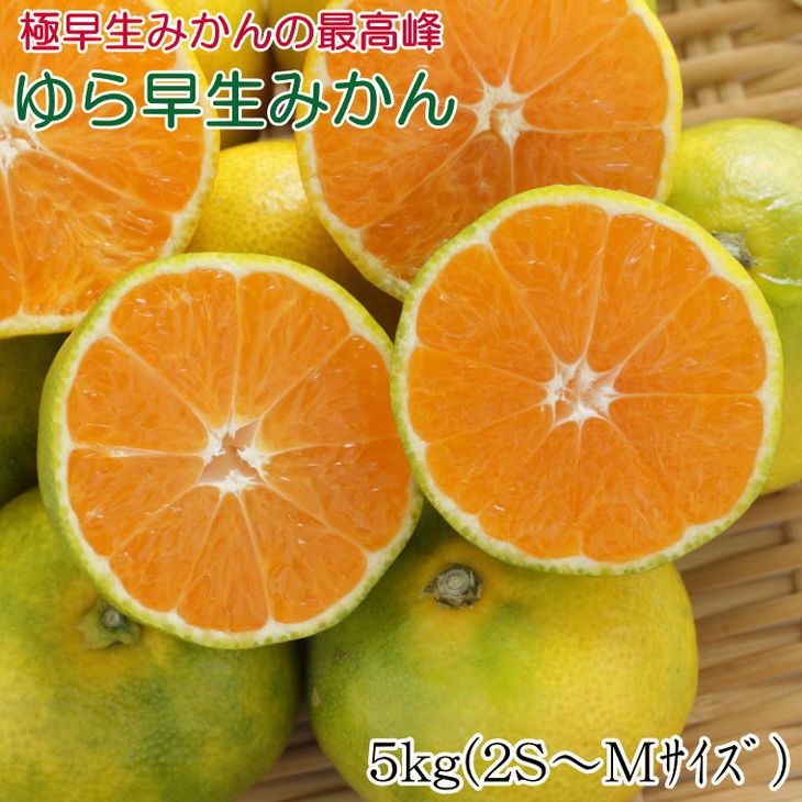 【ふるさと納税】【限定】 【2025年先行予約】 【極早生みかんの逸品】 有田産 ゆら早生みかん 5kg 【ミカン 蜜柑 柑橘 温州みかん わせみかん】