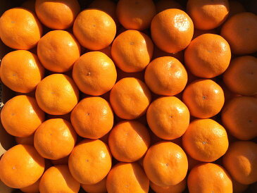 【ふるさと納税】【先行予約】【小玉サイズ】有田みかん 約10kg ( Mサイズ または Sサイズ ) どちらかおまかせ ふるさと納税 みかん