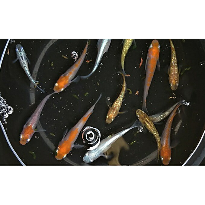 失敗しない ふるさと納税 選び オススメの 熱帯魚 アクアリウム 返礼品人気ランキング 失敗しない ふるさと納税 選び オススメの 熱帯魚 アクアリウム 返礼品人気ランキング