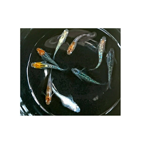 ふるさと納税 高級メダカ3種B(3種各7匹計21匹) 生き物・鑑賞