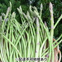 【ふるさと納税】少し訳あり はなまる農園のアスパラ1kg(S...