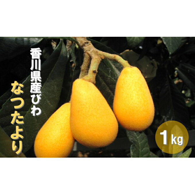 【ふるさと納税】初夏の果実 なつたより（びわ）　【果物類・フルーツ・びわ・枇杷・果物類・フルーツ】　お届け：2021年5月下旬〜6月中旬