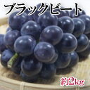 【ふるさと納税】大粒種なし黒ぶどう「ブラックビート」約2kg