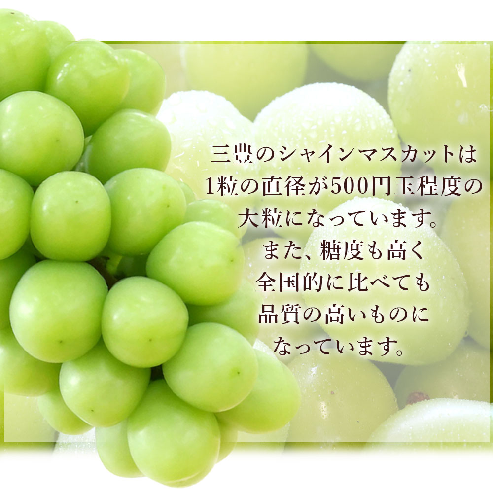 【ふるさと納税】 シャインマスカット 1房(約600g)～最大9房(約4.4kg以上) [ 期間限定 フルーツ 果物 ぶどう マスカット 美味しい 旬 糖度 皮ごと 種なし 送料無料 食品 大粒 訳あり 贈答用 人気 ギフト 香川県 三豊市 讃岐 さぬき 10,000円 40,000円 台 返礼品 五色青果 ] f372081-mitoyo-10000678 香川県三豊市 サンプル画像3