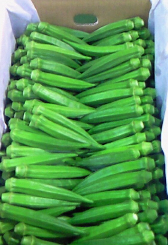 �ڤդ뤵��Ǽ�ǡۡ����ͽ��2026ǯ7���ܰʹ߽缡ȯ��ͽ��䥸���ܥ�����(��3kg) ������ ������ ������ ��� ���Ҥ��� ŷ�פ� ��� ����� ����ʪ �٥����֥� ��man352�ۡ�Aglio nero��