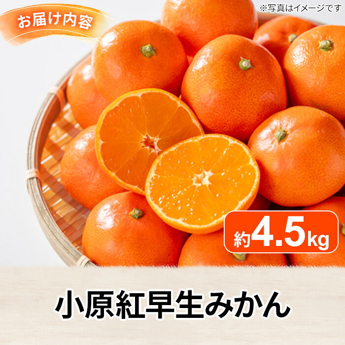 【ふるさと納税】＜先行予約！2026年12月上旬以降順次発送予定＞香川県産 小原紅早生みかん(約4.5kg) 国産 果物 果実 くだもの フルーツ みかん 蜜柑 【man358】【Aglio nero】 f374067-manno-10000328 香川県まんのう町 サンプル画像3