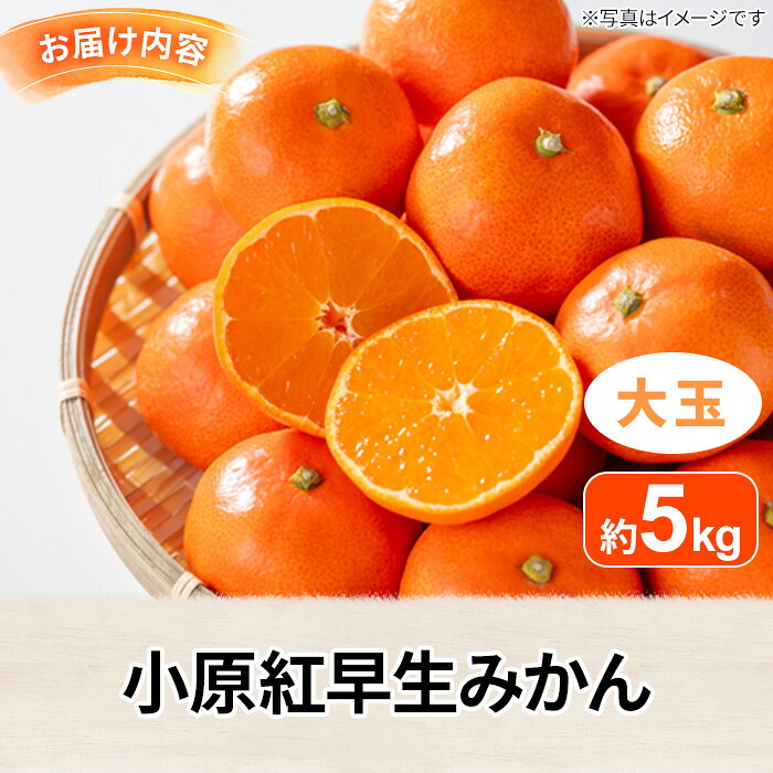 【ふるさと納税】＜先行予約！2026年12月上旬以降順次発送予定＞香川県産 小原紅早生みかん(約5kg/大玉) 国産 果物 果実 くだもの フルーツ みかん 蜜柑 【man359】【Aglio nero】 f374067-manno-10000329 香川県まんのう町 サンプル画像3