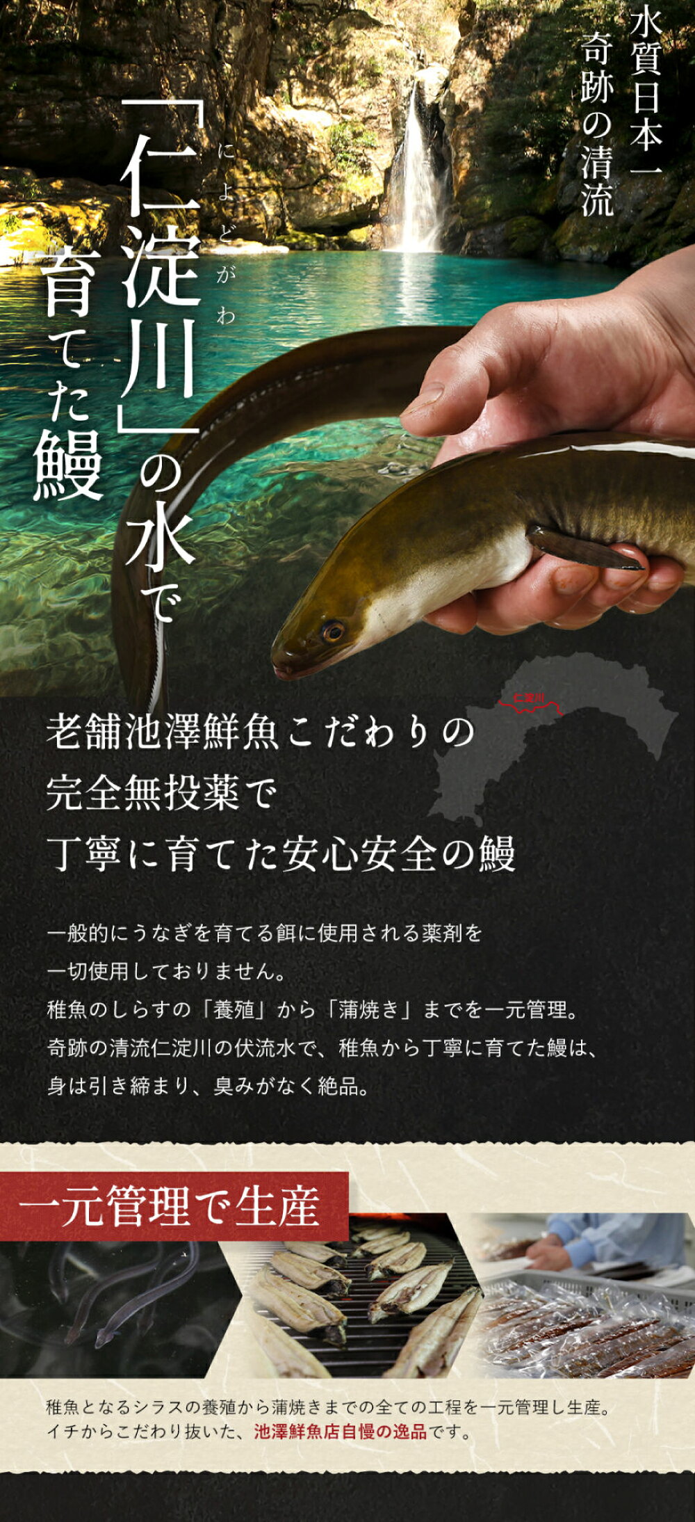 【ふるさと納税】【最速発送】【選べる内容量】完全無投薬 仁淀川の伏流水で育てた贅沢 うなぎ 蒲焼き 大サイズ ギフトセット 池澤鮮魚 【池澤鮮魚オンラインショップ】[ATBE007]　スピード 最短 最速 発送 f392014-kochi-10002807 高知県高知市 サンプル画像3