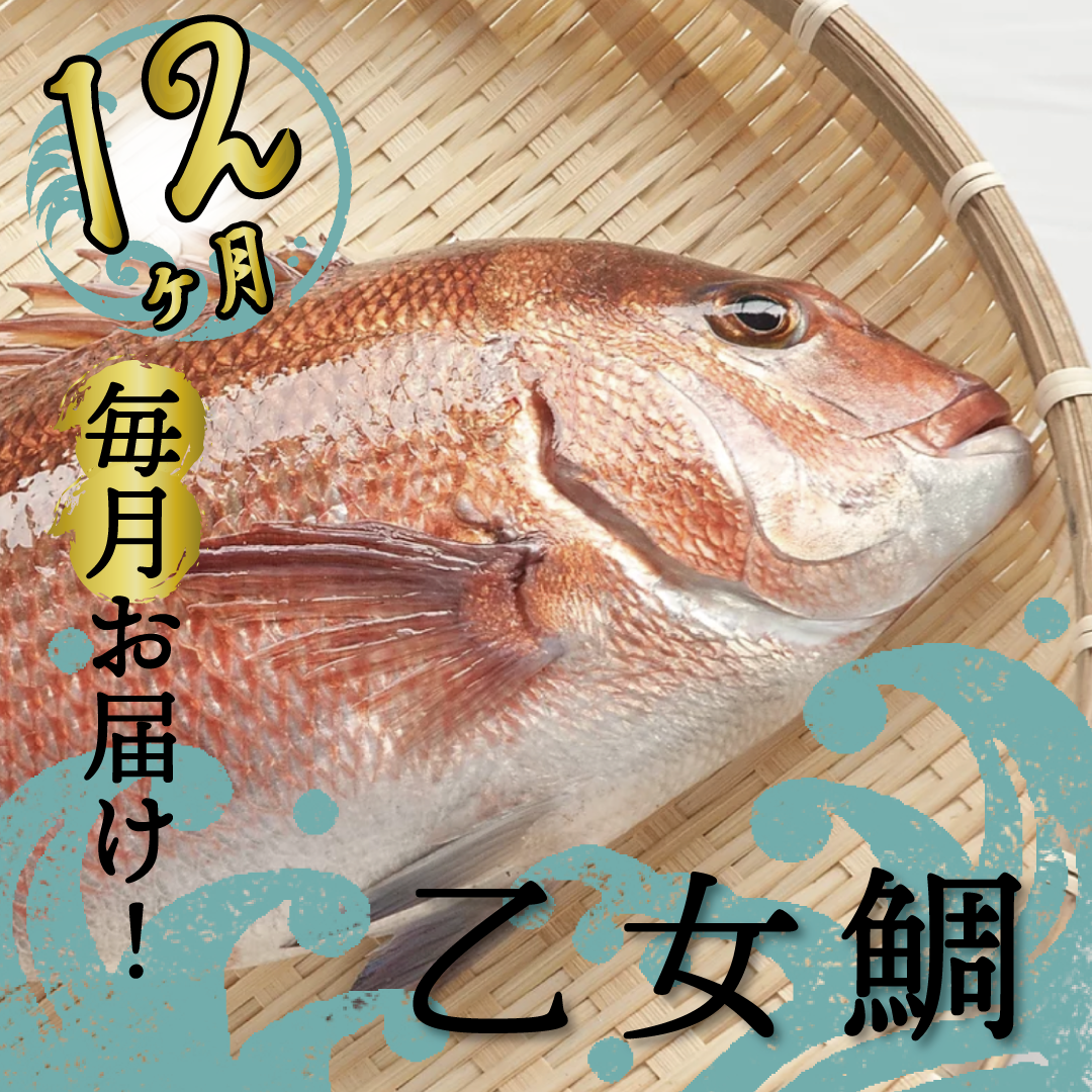 【ふるさと納税】 定期便 魚 12回 タイ 鯛 1匹分 刺身用半身 皮付き半身 頭付き ブランド 乙女鯛 鮮魚 ..