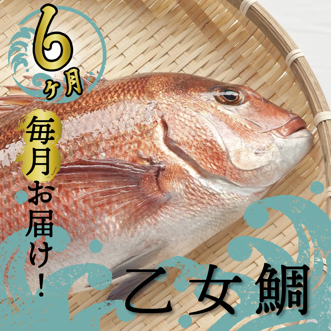 【ふるさと納税】 定期便 魚 6回 タイ 鯛 1匹分 刺身用半身 皮付き半身 頭付き ブランド 乙女鯛 鮮魚 ...