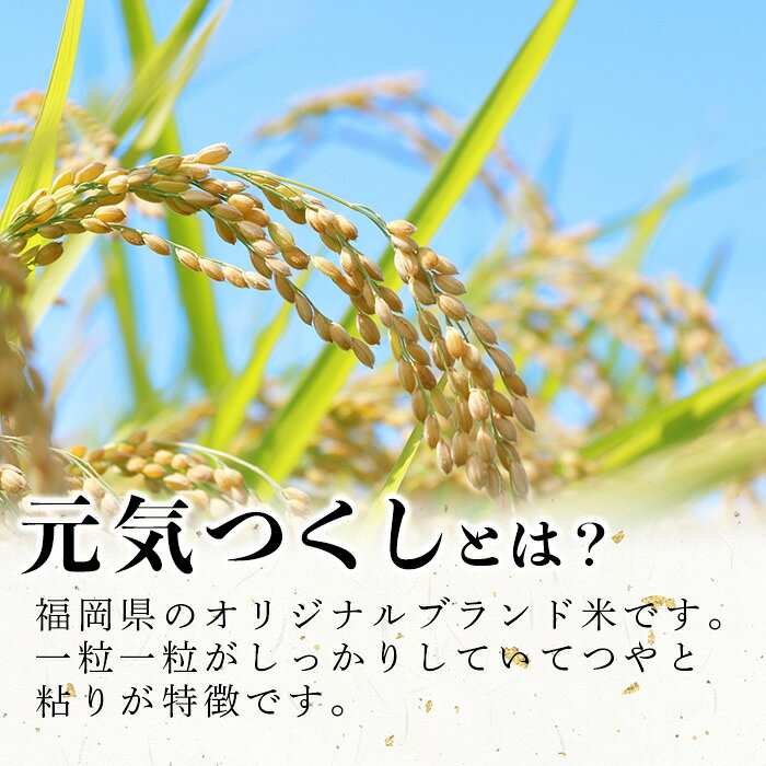 【ふるさと納税】＜数量限定・選べる！内容量＞ 元気つくし 精白米 (5kg〜15kg) お米 米 精白米 おこめ ごはん ご飯 ライス 弁当 おにぎり 国産 福岡県産 ブランド米 5kg 10kg 15kg 数量限定 常温 ＜北海道・沖縄・離島配送不可＞【ksg1780・ksg1781・ksg1782】 f402184-kasuga-10002787 福岡県春日市 サンプル画像3