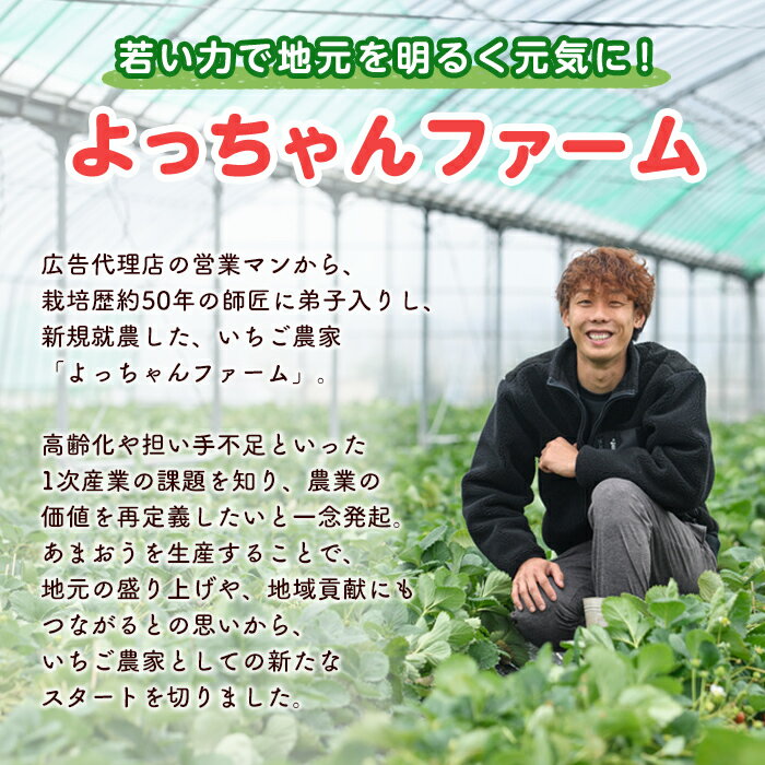 【ふるさと納税】訳あり いちごの王様【あまおう】冷凍いちご (計1.6kg) 苺 いちご あまおう フルーツ 果物 冷凍 数量限定＜離島配送不可＞【ksg1322】【よっちゃんファーム】