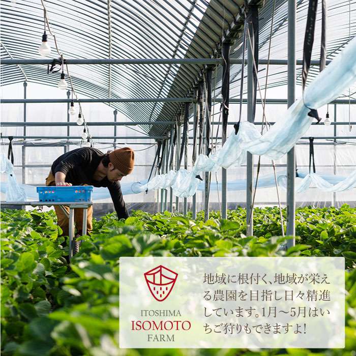 【ふるさと納税】[先行予約！]糸島の美味いあまおう[2020年1月上旬〜順次発送](270g×2パック)A品B品含む3L〜5L【磯本農園】いちご/イチゴ/苺/家庭用 ATB003