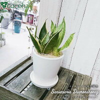 ふるさと納税 糸島 Cocoha マイナスイオン発生植物 サンセベリア ダイヤモンドハニー 観葉植物 緑 ガーデニング 暮らし Awb008 Ocruyo オクルヨ ふるさと納税 糸島 Cocoha マイナスイオン発生植物 サンセベリア ダイヤモンドハニー 観葉植物 緑 ガーデニング 暮らし Awb008 Ocruyo オクルヨ