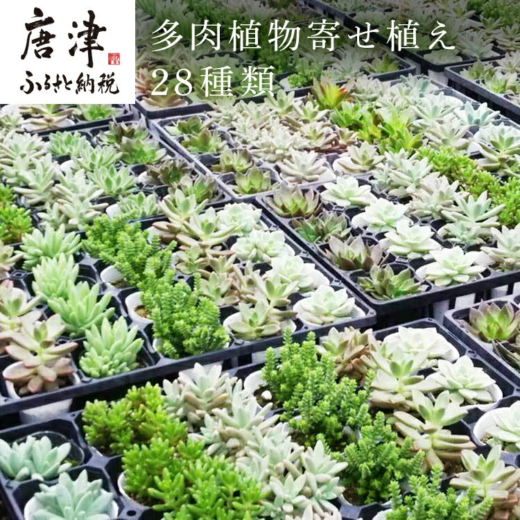 【ふるさと納税】 多肉植物寄せ植え28種類おまかせセット