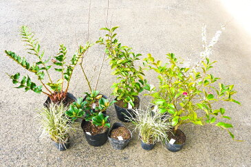 【ふるさと納税】和派Aガーデニングセット8種 花 苗 植物 アレンジ 春 夏 花壇 プランター 厳選 数量限定（BS022）