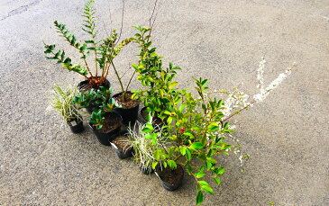 【ふるさと納税】和派Aガーデニングセット8種 花 苗 植物 アレンジ 春 夏 花壇 プランター 厳選 数量限定（BS022）