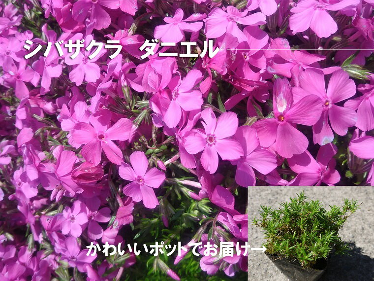 シバザクラ ダニエル10個 花 苗 植物 家庭菜園 花壇 プランター ガーデニング 芝桜