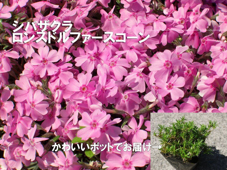 シバザクラ ロンスドルファースコーン10個 花 苗 植物 家庭菜園 花壇 プランター ガーデニング 芝桜