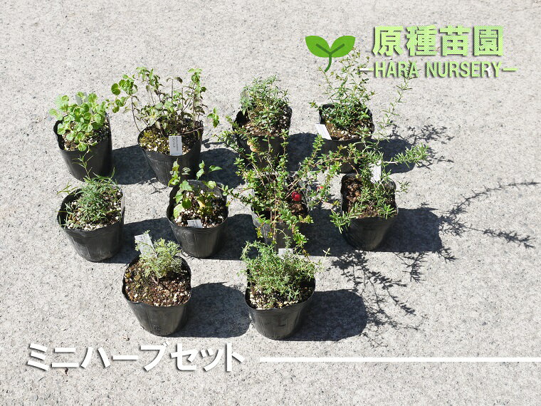 アイテムID:154909の画像1枚目