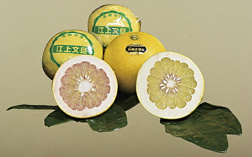 【 ふるさと納税 】 【 先行予約 】 江上文旦 長崎ざぼん セット ( 計 4 kg ) 贈答用 お歳暮 ギフト のし対応 ジューシー 柑橘 果物 文旦 ブンタン ザボン 川上文旦堂 長崎県 佐世保市 f422029-sasebo-10004716 長崎県佐世保市 サンプル画像2