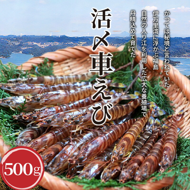 【ふるさと納税】生食用冷凍活き〆福島くるまえび500g【B2-134】 ふるさと納税 車海老 長崎 ふるさと納税 車エビ ふるさと納税 クルマエビ くるまえび えび エビ 海老 生食用 甲殻類 海産物 お刺身 冷凍 活き車えび