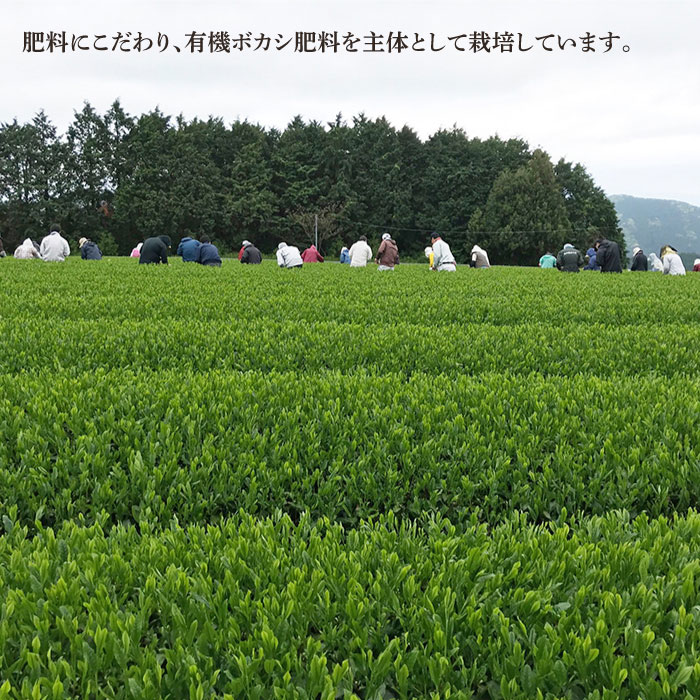 【ふるさと納税】【農林水産省生産局長賞受賞】長崎そのぎ茶 自家製ブレンド 紫帯 3本セット【中山茶園】 [BAS001]