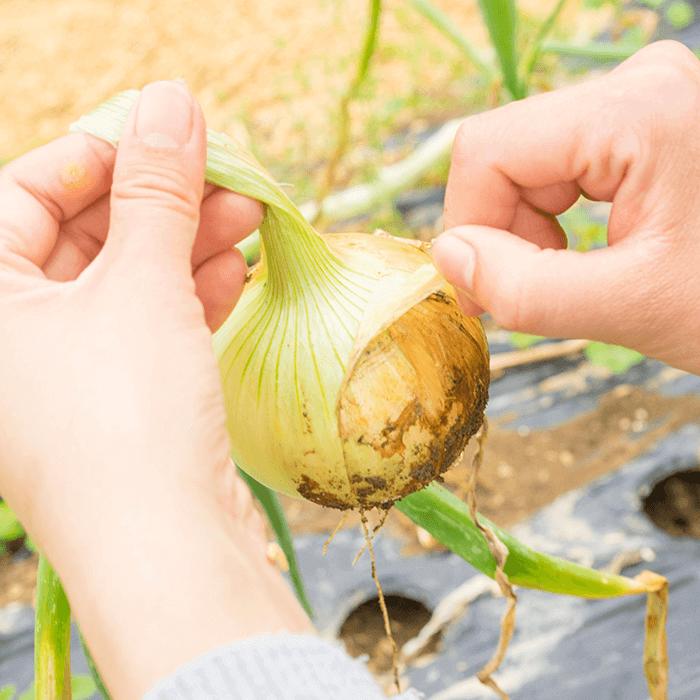 【ふるさと納税】【栽培期間中肥料・農薬不使用】玉ねぎ 6kg【浅田峠自然塾】 [EA03] f423238-hasami-10000823 長崎県波佐見町 サンプル画像3