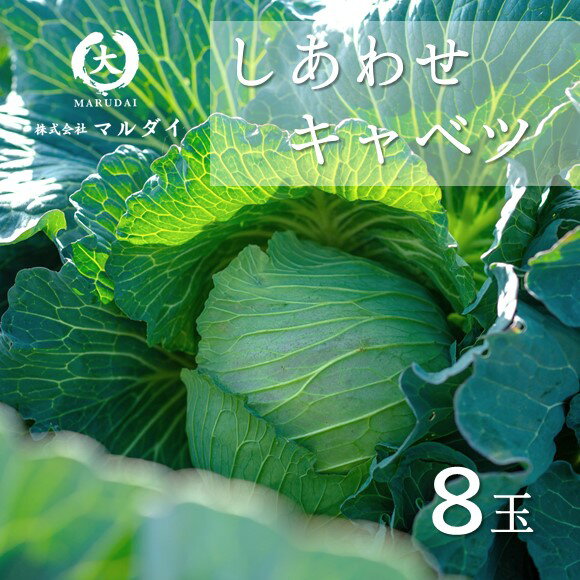 【ふるさと納税】野菜 キャベツ きゃべつ しあわせキャベツ 8玉 産地直送 生産者直送 EU基準 熊本 玉名市 送料無料