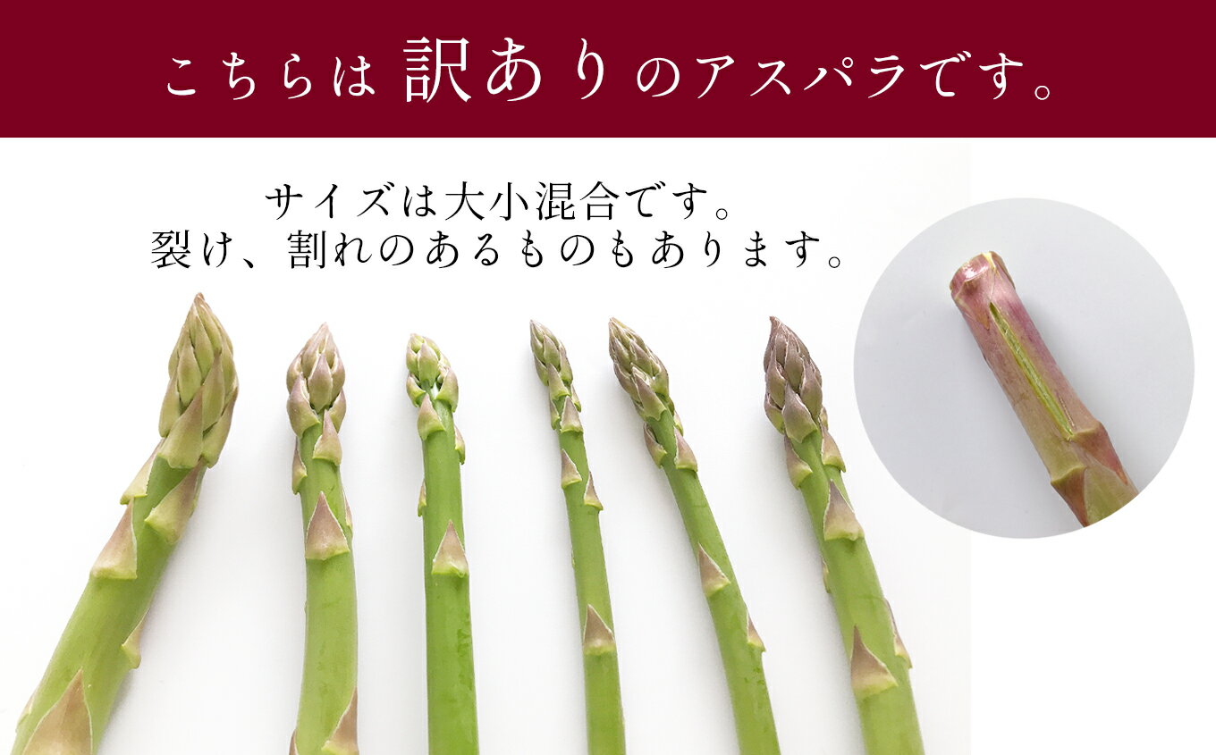 【ふるさと納税】 訳あり アスパラガス 1.5kg アスパラ 野菜 家庭用 産地直送 生産者直送 大小混合 1.5キロ 玉名 熊本 送料無料