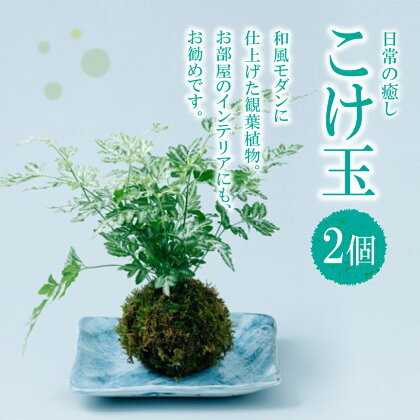 観葉植物 インテリア 植物 こけ 苔玉 こけ玉 2個 和室 おうち時間 リビング 室内 観賞用 玉名 熊本 送料無料