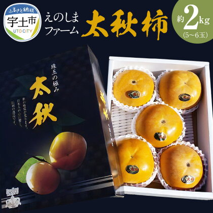 柿 贈答用 太秋柿 約 2kg 5玉 ～ 6玉 宇土市産 国産 ジューシー サクサク 食感 甘い 美味しい こだわり 上品 えのしまファーム 果物 フルーツ ギフト 贈答 贈り物 プレゼント お取り寄せ 送料無料【熊本県宇土市】