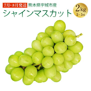 【ふるさと納税】宇城市産 シャインマスカット 約2kg 7月中旬〜8月中旬頃順次発送予定 予約販売 数量限定 果物 フルーツ 冷蔵 熊本県産 送料無料