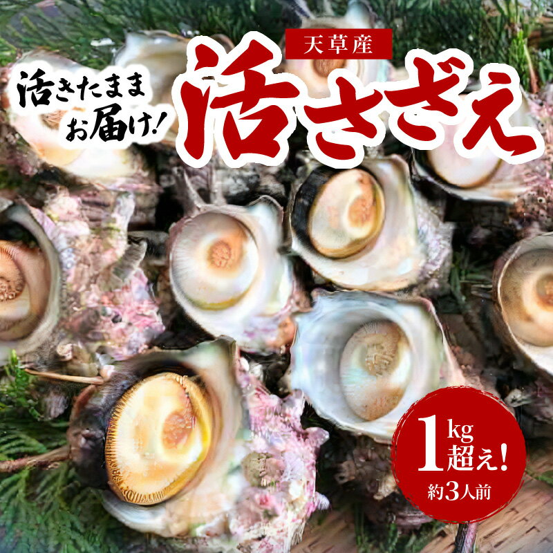 【ふるさと納税】【着日指定】 天草産 活さざえ 1kg 3人前 サザエ 刺身 つぼ焼き おどり焼き 格別 旨み ご飯お供 シーフード 海産物 海鮮 海の幸 冷蔵 おいしい 熊本県 天草市 丸健水産 お取り寄せ グルメ BBQ バーベキュー 送料無料