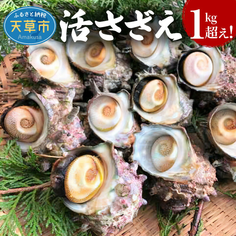 【着日指定】 天草産 活さざえ 1kg 3人前 サザエ 刺身 つぼ焼き おどり焼き 格別 旨み ご飯お供 シーフード 海産物 海鮮 海の幸 冷蔵 おいしい 熊本県 天草市 丸健水産 お取り寄せ グルメ BBQ バーベキュー 送料無料