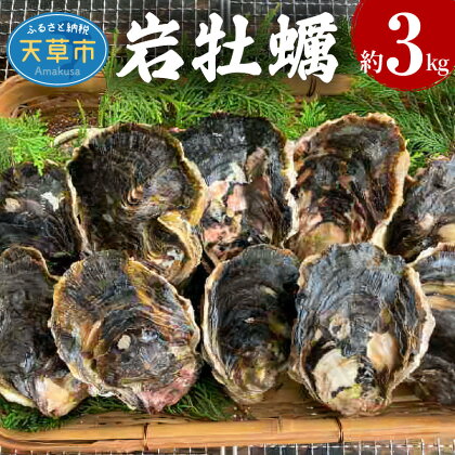 【着日指定】 活き 牡蠣 岩かき プリプリ 大きい 3kg 3人前 殻付き 加熱用 焼きカキ 蒸しカキ 海鮮 魚貝類 旨み 凝縮 新鮮 生きたまま BBQ バーベキュー 季節限定 期間限定 天草市 送料無料