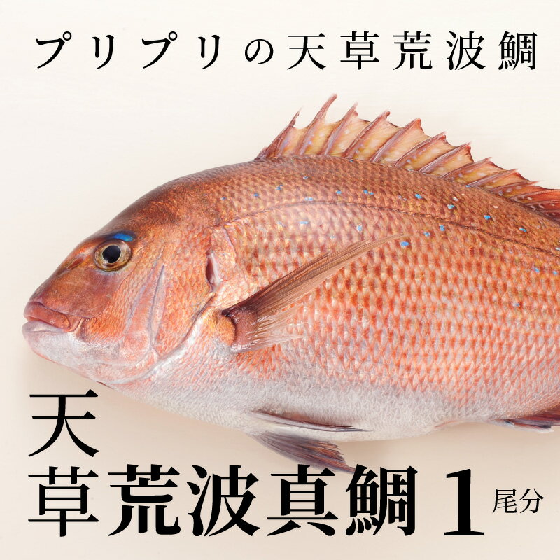 【ふるさと納税】真鯛 たい フィレ お刺身 天草荒波鯛 1尾分 1.8kg 前後 三枚卸し 新鮮 鮮度抜群 海鮮 プリプリ 煮物 鯛茶漬け 熊本県 天草 お取り寄せ お取り寄グルメ 国産 食品 冷蔵 送料無料