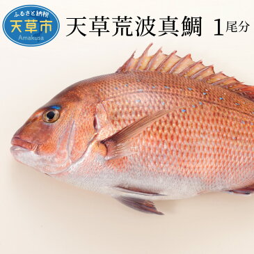 【ふるさと納税】真鯛 たい フィレ お刺身 天草荒波鯛 1尾分 1.8kg 前後 三枚卸し 新鮮 鮮度抜群 海鮮 プリプリ 煮物 鯛茶漬け 熊本県 天草 お取り寄せ お取り寄グルメ 国産 食品 冷蔵 送料無料